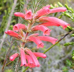 Erica abietina