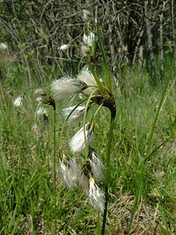  Eriophorum latifolium