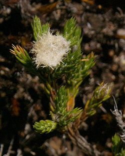  Capitule minuscule fructifié d'Eriotrix lycopodioidessurmonté de la petite pelote laineuseà l'origine du nom de ce genre
