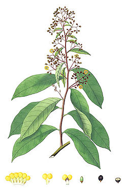  Erycibe paniculata