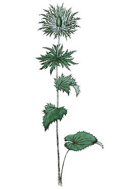  Eryngium alpinum
