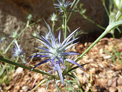  Eryngium ovinum