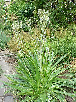  Eryngium yuccifolium