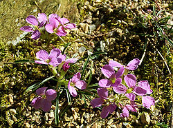  Erysimum amoenum