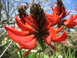  Erythrina ×sykesii en Nouvelle-Zélande
