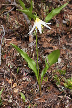  Erythronium montanum