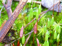  Bryum pseudotriquetrum