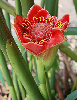  Etlingera hemisphaerica