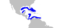 Etmopterus virens distmap.png