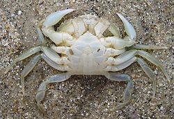  Crabe