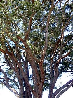 Eucalyptus acmenoides