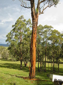  Un Eucalyptus caliginosa