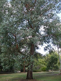  Eucalyptus chapmaniana