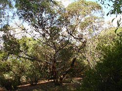  Eucalyptus conferruminata