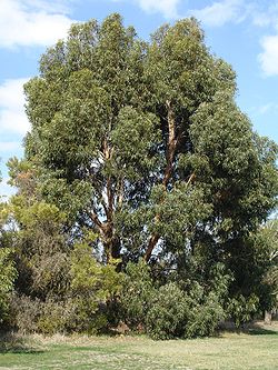 Un Eucalyptus cordata