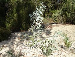  Eucalyptus cretata