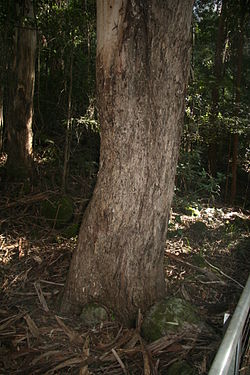  Eucalyptus cypellocarpa