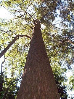  Eucalyptus fastigata