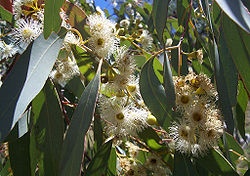  Fleurs d’Eucalyptus