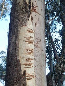  Eucalyptus fraxinoides