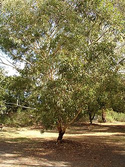 Eucalyptus laeliae