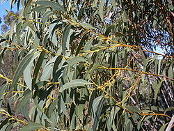  Eucalyptus luehmanniana