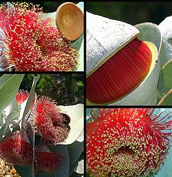  Eucalyptus macrocarpa