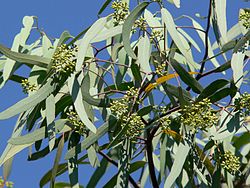  Eucalyptus microtheca