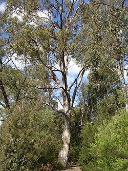  Eucalyptus moluccana