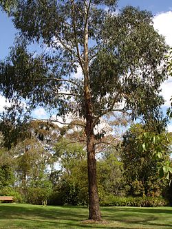  Eucalyptus ovata