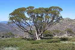  Eucalyptus pauciflora
