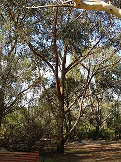  Eucalyptus piperita