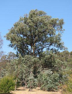 Eucalyptus polyanthemos vestita
