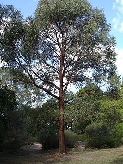  Eucalyptus radiata