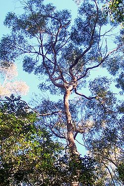  Eucalyptus resinifera