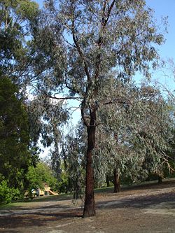  Eucalyptus à écorce de fer