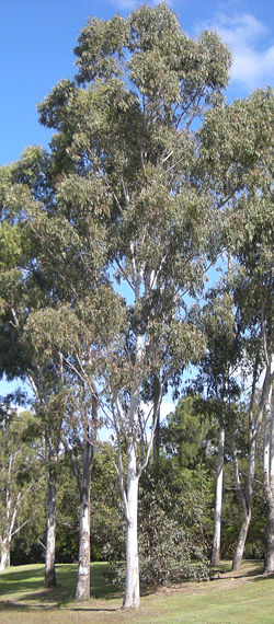  Eucalyptus tereticornis