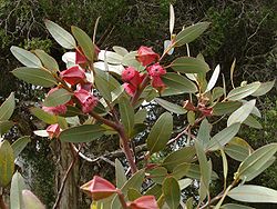 Eucalyptus tetraptera