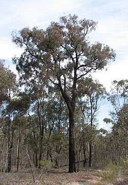  Eucalyptus tricarpa