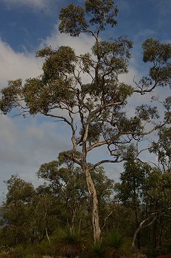  Eucalyptus wandoo
