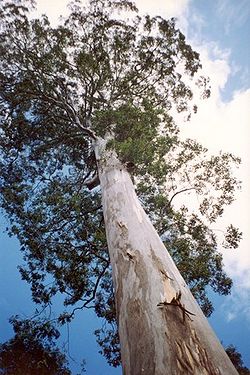  Eucalyptus deanei