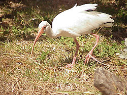  Ibis blanc (Eudocimus albus)