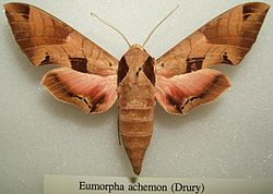  Eumorpha achemon