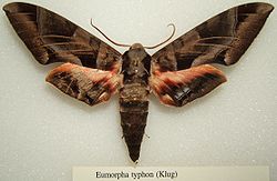  Eumorpha typhon, adulte