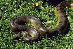  Eunectes murinus, le grand anaconda