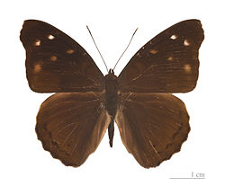   Eunica mygdonia - Muséum de Toulouse 