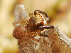   Euophrys frontalis