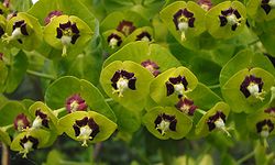  Cyathes d'Euphorbia characias
