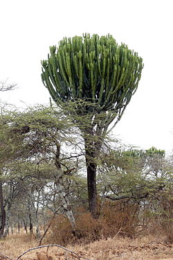  Euphorbia candelabrum dans la plaine du Serengeti