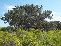 Euphorbia stenoclada dominant des fourrés d'arina (Psiadia altissima) sur l'île Europa